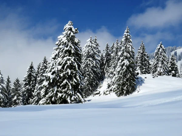 Picturesque Canopies Alpine Trees Typical Winter Atmosphere Spring Snowfall Obertoggenburg Stock Photo