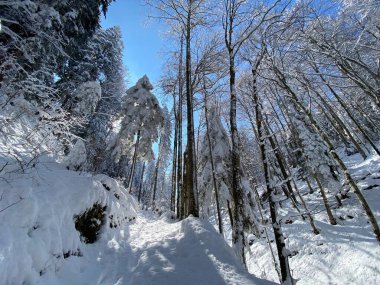 Alp ormanları tipik bir kış ortamı ve Alpstein dağlarının tepesinde ve İsviçre Alpleri - Nesslau, İsviçre / Schweiz