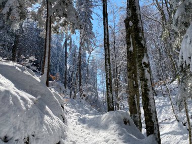 Alp ormanları tipik bir kış ortamı ve Alpstein dağlarının tepesinde ve İsviçre Alpleri - Nesslau, İsviçre / Schweiz
