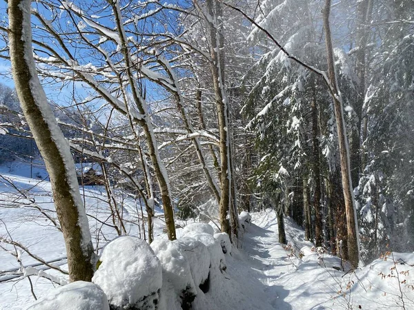 Alpine Forest Trails Typical Winter Environment Deep Fresh Snow Cover — Stock Photo, Image