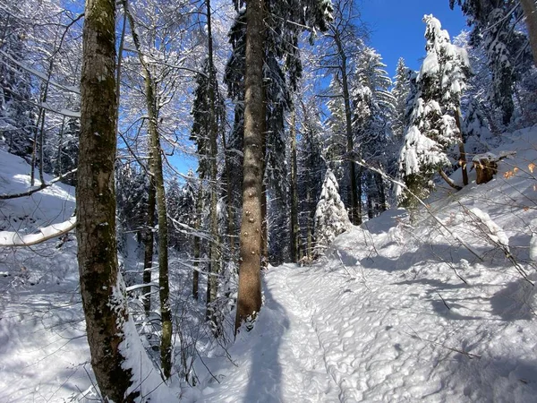 Alp ormanları tipik bir kış ortamı ve Alpstein dağlarının tepesinde ve İsviçre Alpleri - Nesslau, İsviçre / Schweiz