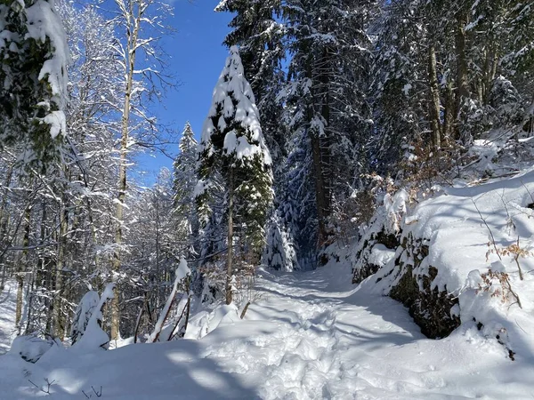 Alpine Waldwege Typischer Winterumgebung Und Unter Tiefer Neuschneedecke Alpsteinmassiv Und — Stockfoto