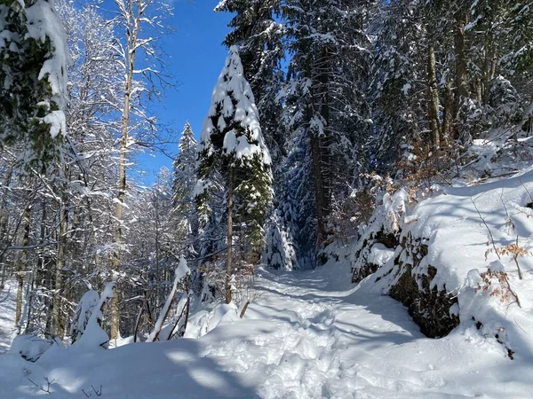 Alp ormanları tipik bir kış ortamı ve Alpstein dağlarının tepesinde ve İsviçre Alpleri - Nesslau, İsviçre / Schweiz