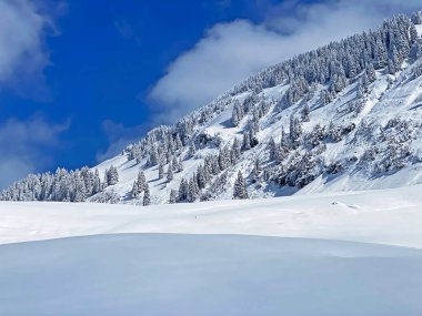 Peri masalı gibi soğuk kış atmosferi ve Schindlenberg Dağı 'ndaki karla kaplı kozalaklı ağaçlar Alpstein' in büyük kitlesi, Nesslau - Obertoggenburg bölgesi, İsviçre / Schweiz