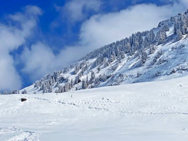 Peri masalı gibi soğuk kış atmosferi ve Schindlenberg Dağı 'ndaki karla kaplı kozalaklı ağaçlar Alpstein' in büyük kitlesi, Nesslau - Obertoggenburg bölgesi, İsviçre / Schweiz