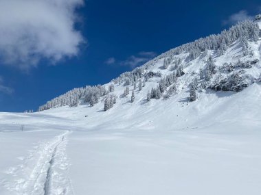 Peri masalı gibi soğuk kış atmosferi ve Schindlenberg Dağı 'ndaki karla kaplı kozalaklı ağaçlar Alpstein' in büyük kitlesi, Nesslau - Obertoggenburg bölgesi, İsviçre / Schweiz