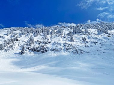 Peri masalı gibi soğuk kış atmosferi ve Schindlenberg Dağı 'ndaki karla kaplı kozalaklı ağaçlar Alpstein' in büyük kitlesi, Nesslau - Obertoggenburg bölgesi, İsviçre / Schweiz