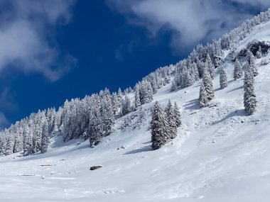 Peri masalı gibi soğuk kış atmosferi ve Schindlenberg Dağı 'ndaki karla kaplı kozalaklı ağaçlar Alpstein' in büyük kitlesi, Nesslau - Obertoggenburg bölgesi, İsviçre / Schweiz