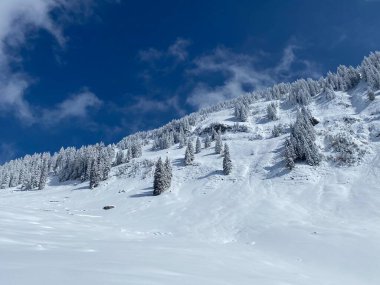 Peri masalı gibi soğuk kış atmosferi ve Schindlenberg Dağı 'ndaki karla kaplı kozalaklı ağaçlar Alpstein' in büyük kitlesi, Nesslau - Obertoggenburg bölgesi, İsviçre / Schweiz
