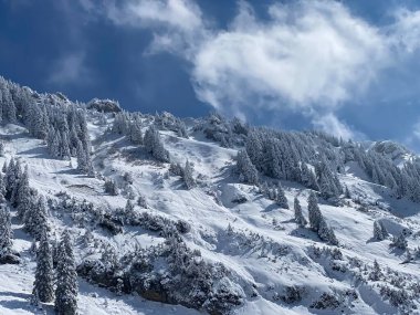 Peri masalı gibi soğuk kış atmosferi ve Schindlenberg Dağı 'ndaki karla kaplı kozalaklı ağaçlar Alpstein' in büyük kitlesi, Nesslau - Obertoggenburg bölgesi, İsviçre / Schweiz