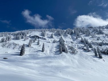 Peri masalı gibi soğuk kış atmosferi ve Schindlenberg Dağı 'ndaki karla kaplı kozalaklı ağaçlar Alpstein' in büyük kitlesi, Nesslau - Obertoggenburg bölgesi, İsviçre / Schweiz
