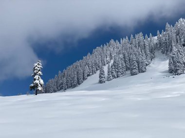 Peri masalı gibi soğuk kış atmosferi ve Schindlenberg Dağı 'ndaki karla kaplı kozalaklı ağaçlar Alpstein' in büyük kitlesi, Nesslau - Obertoggenburg bölgesi, İsviçre / Schweiz