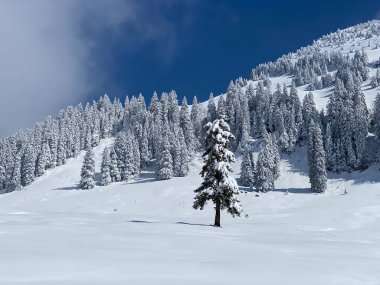 Peri masalı gibi soğuk kış atmosferi ve Schindlenberg Dağı 'ndaki karla kaplı kozalaklı ağaçlar Alpstein' in büyük kitlesi, Nesslau - Obertoggenburg bölgesi, İsviçre / Schweiz