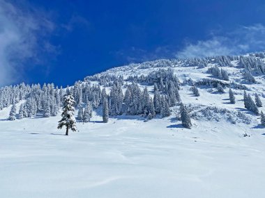 Peri masalı gibi soğuk kış atmosferi ve Schindlenberg Dağı 'ndaki karla kaplı kozalaklı ağaçlar Alpstein' in büyük kitlesi, Nesslau - Obertoggenburg bölgesi, İsviçre / Schweiz