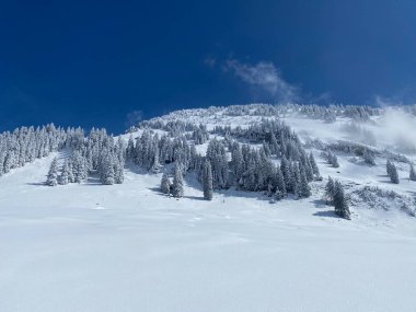 Peri masalı gibi soğuk kış atmosferi ve Schindlenberg Dağı 'ndaki karla kaplı kozalaklı ağaçlar Alpstein' in büyük kitlesi, Nesslau - Obertoggenburg bölgesi, İsviçre / Schweiz