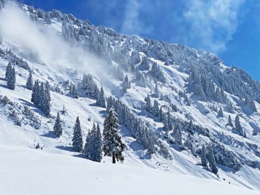 Peri masalı gibi soğuk kış atmosferi ve Schindlenberg Dağı 'ndaki karla kaplı kozalaklı ağaçlar Alpstein' in büyük kitlesi, Nesslau - Obertoggenburg bölgesi, İsviçre / Schweiz