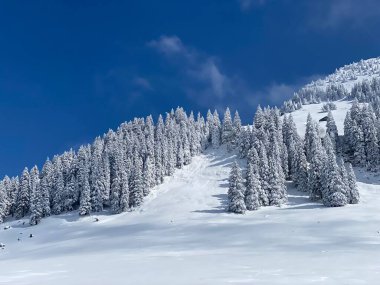 Peri masalı gibi soğuk kış atmosferi ve Schindlenberg Dağı 'ndaki karla kaplı kozalaklı ağaçlar Alpstein' in büyük kitlesi, Nesslau - Obertoggenburg bölgesi, İsviçre / Schweiz