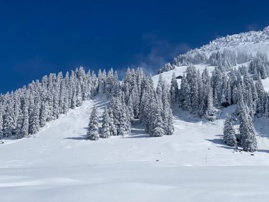 Peri masalı gibi soğuk kış atmosferi ve Schindlenberg Dağı 'ndaki karla kaplı kozalaklı ağaçlar Alpstein' in büyük kitlesi, Nesslau - Obertoggenburg bölgesi, İsviçre / Schweiz