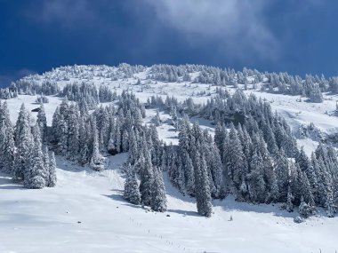 Peri masalı gibi soğuk kış atmosferi ve Schindlenberg Dağı 'ndaki karla kaplı kozalaklı ağaçlar Alpstein' in büyük kitlesi, Nesslau - Obertoggenburg bölgesi, İsviçre / Schweiz