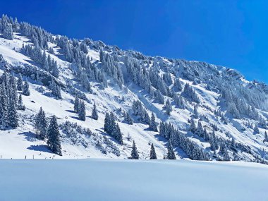 Peri masalı gibi soğuk kış atmosferi ve Schindlenberg Dağı 'ndaki karla kaplı kozalaklı ağaçlar Alpstein' in büyük kitlesi, Nesslau - Obertoggenburg bölgesi, İsviçre / Schweiz