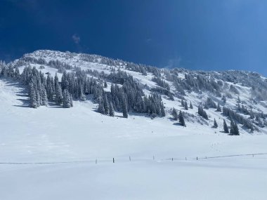 Peri masalı gibi soğuk kış atmosferi ve Schindlenberg Dağı 'ndaki karla kaplı kozalaklı ağaçlar Alpstein' in büyük kitlesi, Nesslau - Obertoggenburg bölgesi, İsviçre / Schweiz