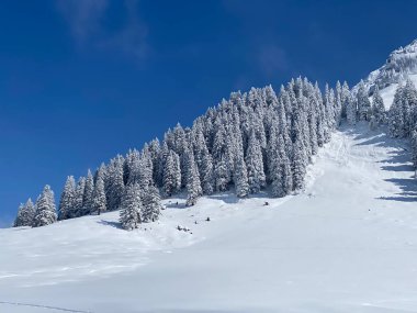 Peri masalı gibi soğuk kış atmosferi ve Schindlenberg Dağı 'ndaki karla kaplı kozalaklı ağaçlar Alpstein' in büyük kitlesi, Nesslau - Obertoggenburg bölgesi, İsviçre / Schweiz