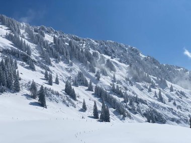 Peri masalı gibi soğuk kış atmosferi ve Schindlenberg Dağı 'ndaki karla kaplı kozalaklı ağaçlar Alpstein' in büyük kitlesi, Nesslau - Obertoggenburg bölgesi, İsviçre / Schweiz