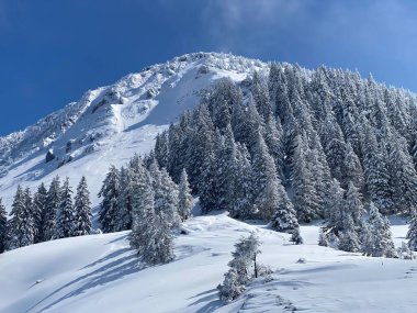 Peri masalı gibi soğuk kış atmosferi ve Schindlenberg Dağı 'ndaki karla kaplı kozalaklı ağaçlar Alpstein' in büyük kitlesi, Nesslau - Obertoggenburg bölgesi, İsviçre / Schweiz