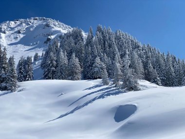 Peri masalı gibi soğuk kış atmosferi ve Schindlenberg Dağı 'ndaki karla kaplı kozalaklı ağaçlar Alpstein' in büyük kitlesi, Nesslau - Obertoggenburg bölgesi, İsviçre / Schweiz