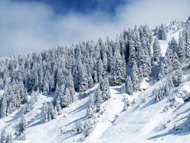 Peri masalı gibi soğuk kış atmosferi ve Schindlenberg Dağı 'ndaki karla kaplı kozalaklı ağaçlar Alpstein' in büyük kitlesi, Nesslau - Obertoggenburg bölgesi, İsviçre / Schweiz
