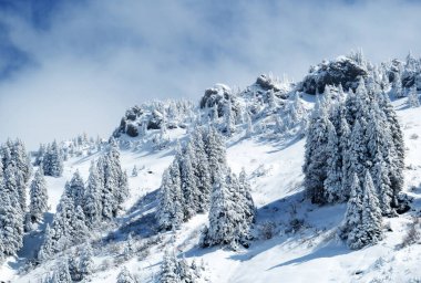 Peri masalı gibi soğuk kış atmosferi ve Schindlenberg Dağı 'ndaki karla kaplı kozalaklı ağaçlar Alpstein' in büyük kitlesi, Nesslau - Obertoggenburg bölgesi, İsviçre / Schweiz