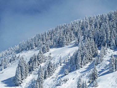 Peri masalı gibi soğuk kış atmosferi ve Schindlenberg Dağı 'ndaki karla kaplı kozalaklı ağaçlar Alpstein' in büyük kitlesi, Nesslau - Obertoggenburg bölgesi, İsviçre / Schweiz