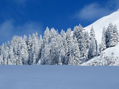 Peri masalı gibi soğuk kış atmosferi ve Schindlenberg Dağı 'ndaki karla kaplı kozalaklı ağaçlar Alpstein' in büyük kitlesi, Nesslau - Obertoggenburg bölgesi, İsviçre / Schweiz