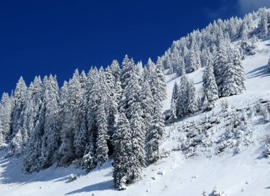 Peri masalı gibi soğuk kış atmosferi ve Schindlenberg Dağı 'ndaki karla kaplı kozalaklı ağaçlar Alpstein' in büyük kitlesi, Nesslau - Obertoggenburg bölgesi, İsviçre / Schweiz