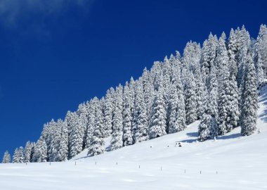 Peri masalı gibi soğuk kış atmosferi ve Schindlenberg Dağı 'ndaki karla kaplı kozalaklı ağaçlar Alpstein' in büyük kitlesi, Nesslau - Obertoggenburg bölgesi, İsviçre / Schweiz