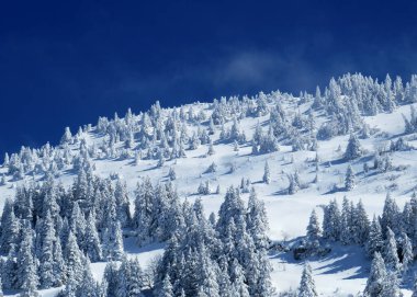 Peri masalı gibi soğuk kış atmosferi ve Schindlenberg Dağı 'ndaki karla kaplı kozalaklı ağaçlar Alpstein' in büyük kitlesi, Nesslau - Obertoggenburg bölgesi, İsviçre / Schweiz