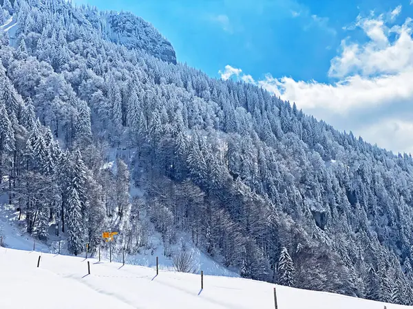 Sagolik Vinterstämning Och Snötäckta Barrträd Schindlenberg Alpsteinmassivet Nesslau Obertoggenburgregionen Schweiz — Stockfoto