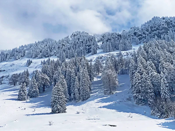 Peri masalı gibi soğuk kış atmosferi ve Schindlenberg Dağı 'ndaki karla kaplı kozalaklı ağaçlar Alpstein' in büyük kitlesi, Nesslau - Obertoggenburg bölgesi, İsviçre / Schweiz