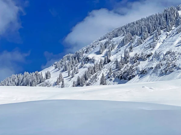 Peri masalı gibi soğuk kış atmosferi ve Schindlenberg Dağı 'ndaki karla kaplı kozalaklı ağaçlar Alpstein' in büyük kitlesi, Nesslau - Obertoggenburg bölgesi, İsviçre / Schweiz