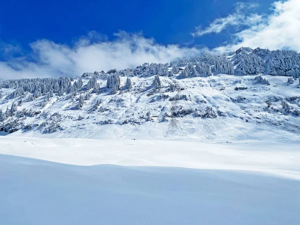 Peri masalı gibi soğuk kış atmosferi ve Schindlenberg Dağı 'ndaki karla kaplı kozalaklı ağaçlar Alpstein' in büyük kitlesi, Nesslau - Obertoggenburg bölgesi, İsviçre / Schweiz