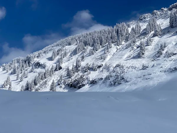Ambiente Invernal Helado Cuento Hadas Árboles Coníferas Cubiertos Nieve Montaña —  Fotos de Stock