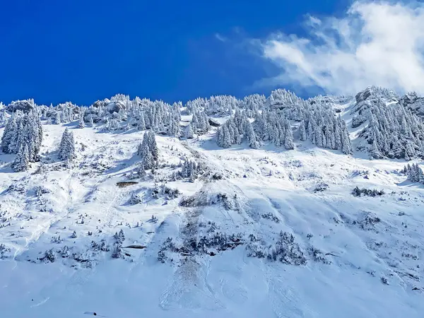 Peri masalı gibi soğuk kış atmosferi ve Schindlenberg Dağı 'ndaki karla kaplı kozalaklı ağaçlar Alpstein' in büyük kitlesi, Nesslau - Obertoggenburg bölgesi, İsviçre / Schweiz