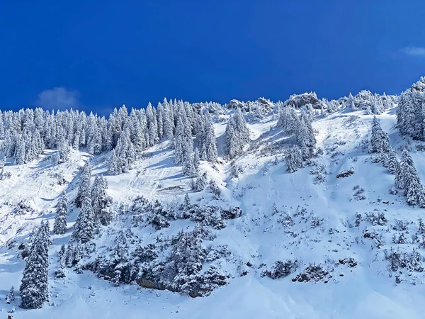 Peri masalı gibi soğuk kış atmosferi ve Schindlenberg Dağı 'ndaki karla kaplı kozalaklı ağaçlar Alpstein' in büyük kitlesi, Nesslau - Obertoggenburg bölgesi, İsviçre / Schweiz
