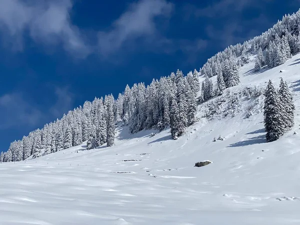 Peri masalı gibi soğuk kış atmosferi ve Schindlenberg Dağı 'ndaki karla kaplı kozalaklı ağaçlar Alpstein' in büyük kitlesi, Nesslau - Obertoggenburg bölgesi, İsviçre / Schweiz