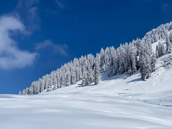 Peri masalı gibi soğuk kış atmosferi ve Schindlenberg Dağı 'ndaki karla kaplı kozalaklı ağaçlar Alpstein' in büyük kitlesi, Nesslau - Obertoggenburg bölgesi, İsviçre / Schweiz
