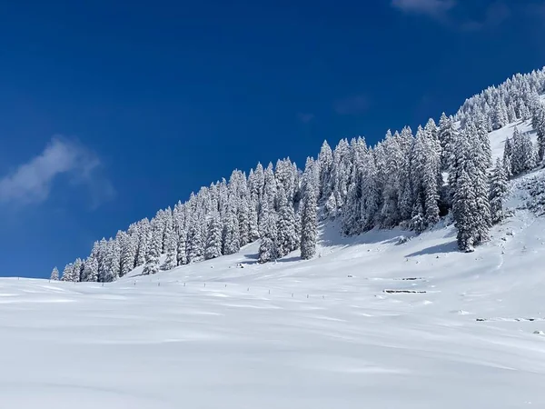 Peri masalı gibi soğuk kış atmosferi ve Schindlenberg Dağı 'ndaki karla kaplı kozalaklı ağaçlar Alpstein' in büyük kitlesi, Nesslau - Obertoggenburg bölgesi, İsviçre / Schweiz