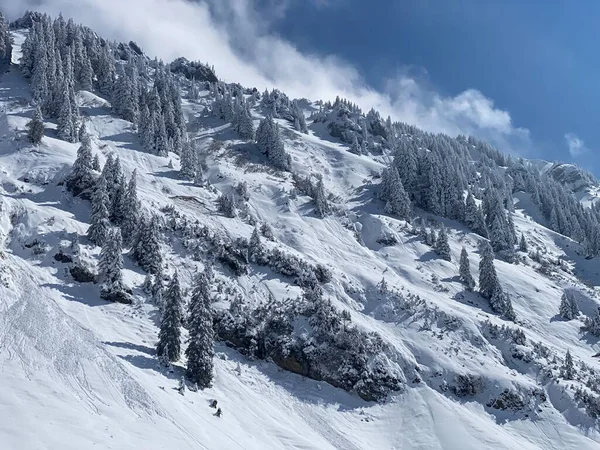 Peri masalı gibi soğuk kış atmosferi ve Schindlenberg Dağı 'ndaki karla kaplı kozalaklı ağaçlar Alpstein' in büyük kitlesi, Nesslau - Obertoggenburg bölgesi, İsviçre / Schweiz