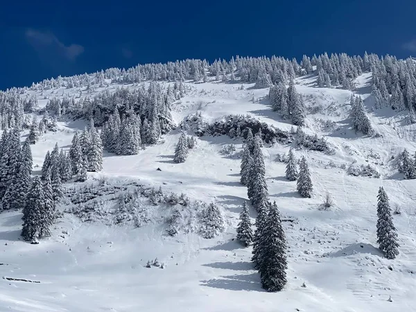 Peri masalı gibi soğuk kış atmosferi ve Schindlenberg Dağı 'ndaki karla kaplı kozalaklı ağaçlar Alpstein' in büyük kitlesi, Nesslau - Obertoggenburg bölgesi, İsviçre / Schweiz