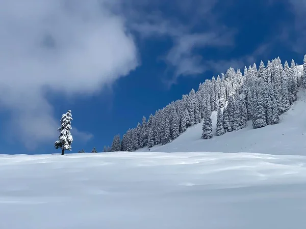 Peri masalı gibi soğuk kış atmosferi ve Schindlenberg Dağı 'ndaki karla kaplı kozalaklı ağaçlar Alpstein' in büyük kitlesi, Nesslau - Obertoggenburg bölgesi, İsviçre / Schweiz