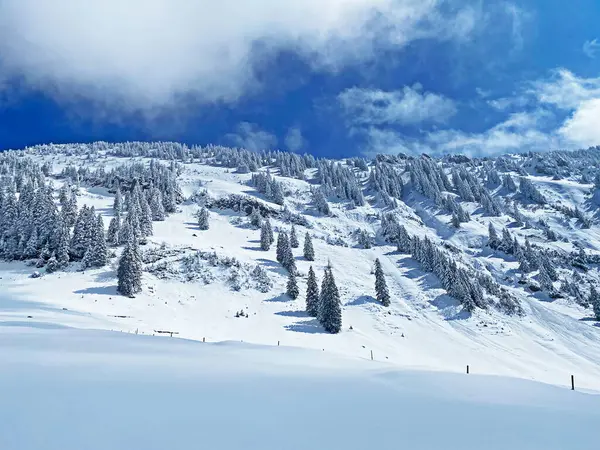 Peri masalı gibi soğuk kış atmosferi ve Schindlenberg Dağı 'ndaki karla kaplı kozalaklı ağaçlar Alpstein' in büyük kitlesi, Nesslau - Obertoggenburg bölgesi, İsviçre / Schweiz
